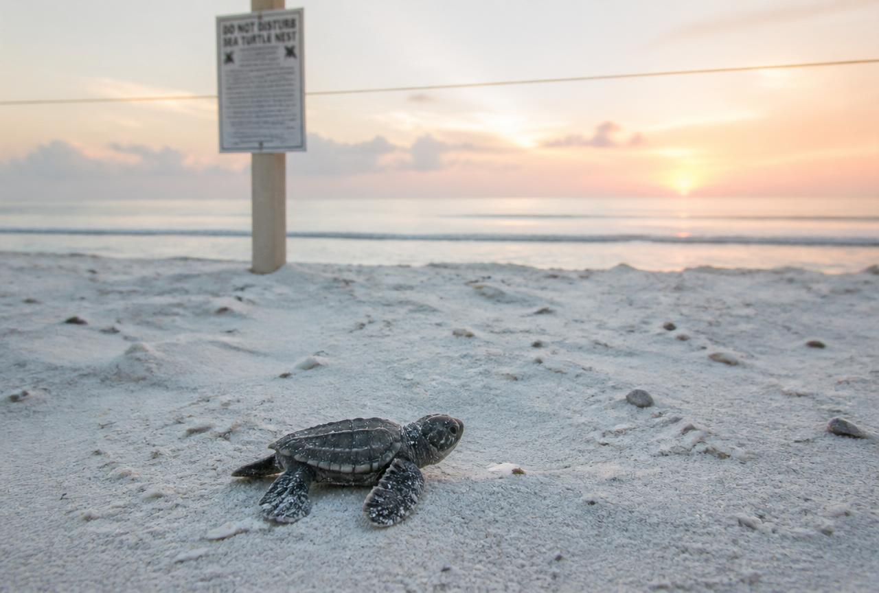 Sea Turtle Nesting Season: How to Help, Not Harm